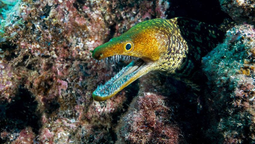 Moray eel