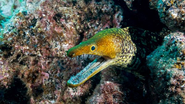 The Moray Eel Is a True Eel, Unlike Electric Imposters