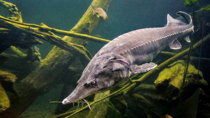 Beluga sturgeon