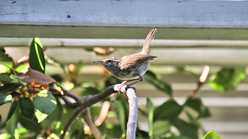 Bewick’s wren