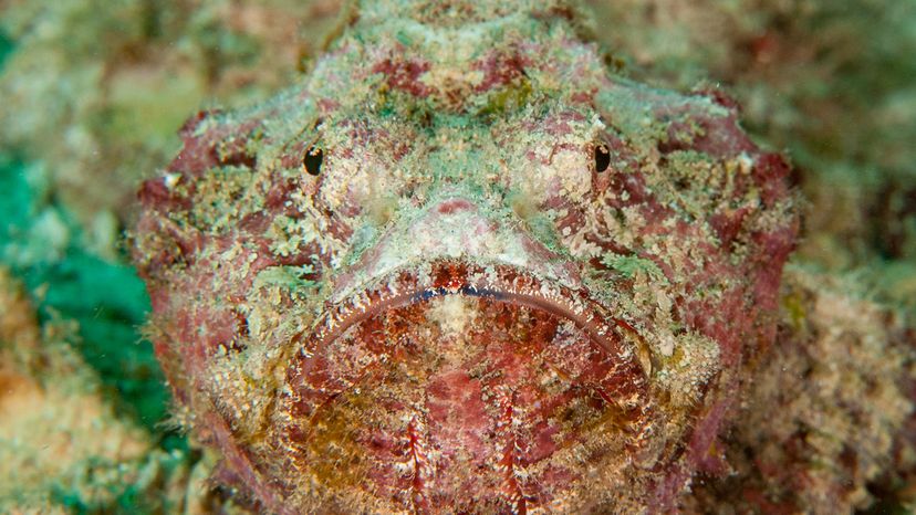 Stonefish