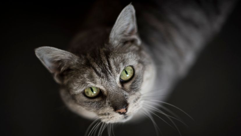 Older cat