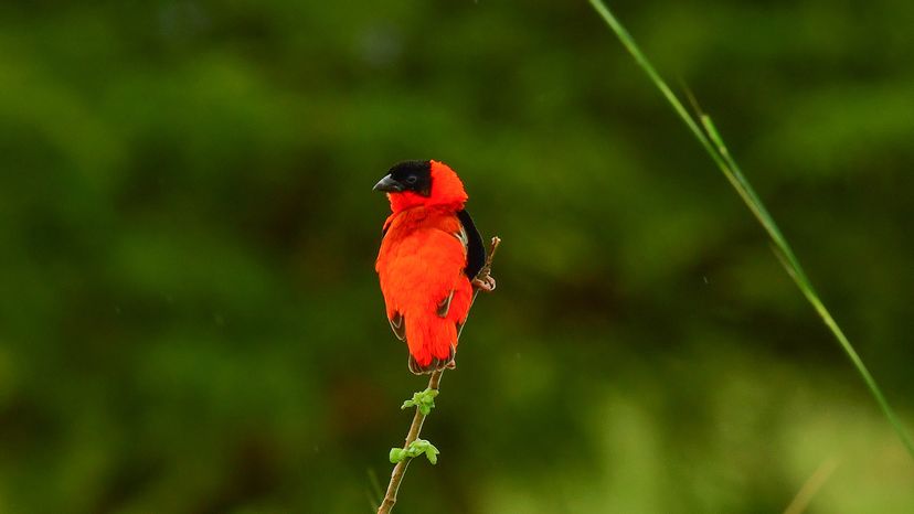 northern red bishop