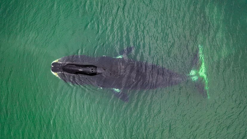 Bowhead whale.