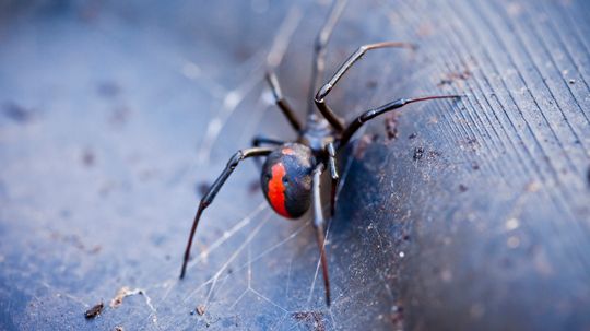 A Redback Spider Bite Won't Kill You (if You Get Antivenom in Time)