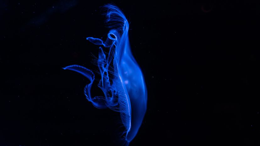 blue jellyfish