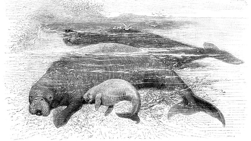 Steller's sea cow