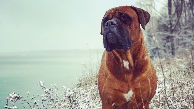 Bullmastiff