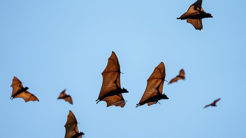 bats