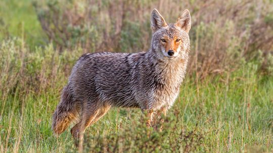 Coyote vs. Wolf: Differences in Size, Habitat and Behavior