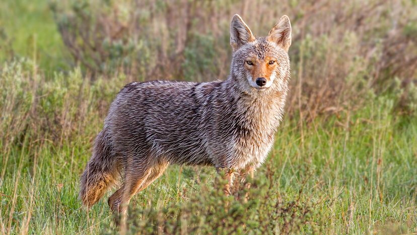 A coyote with grey-brown fur and a reddish brown face stands in tall grass