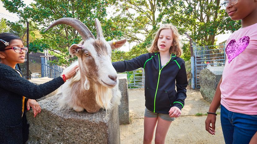 Goat with kids