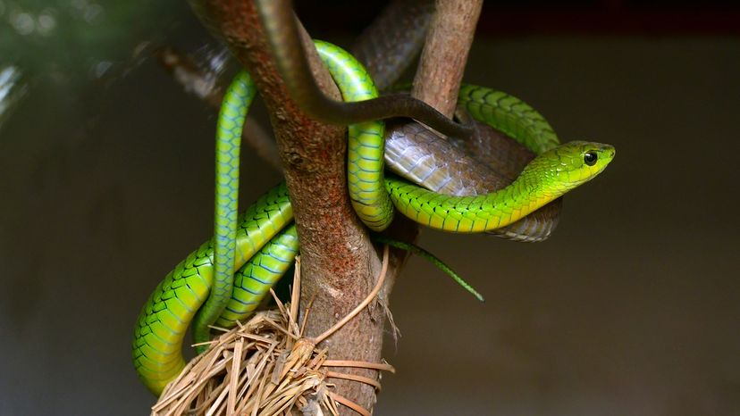 11 Green Snake Species Slithering Around the Globe | HowStuffWorks