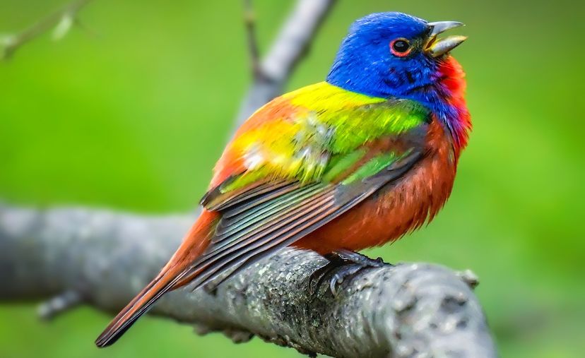 Painted bunting