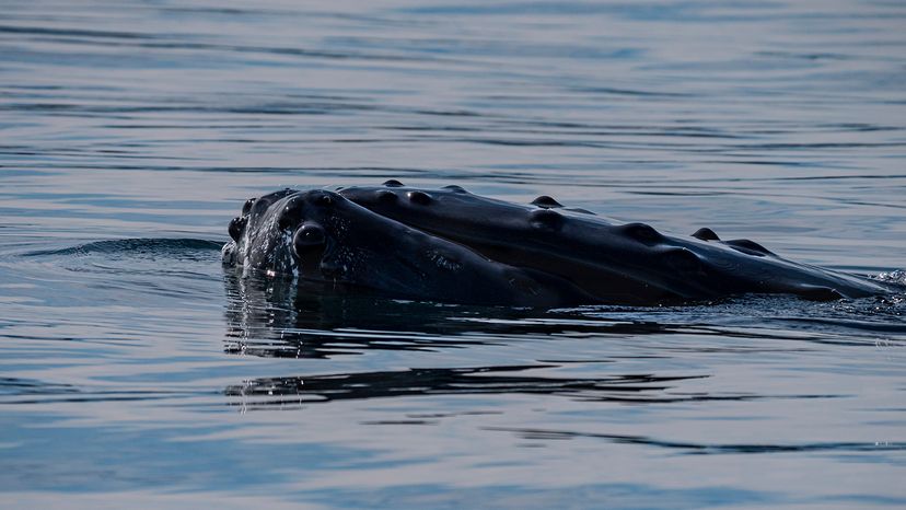 Humpback whale asleep