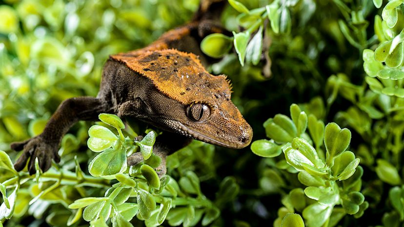 Crested gecko