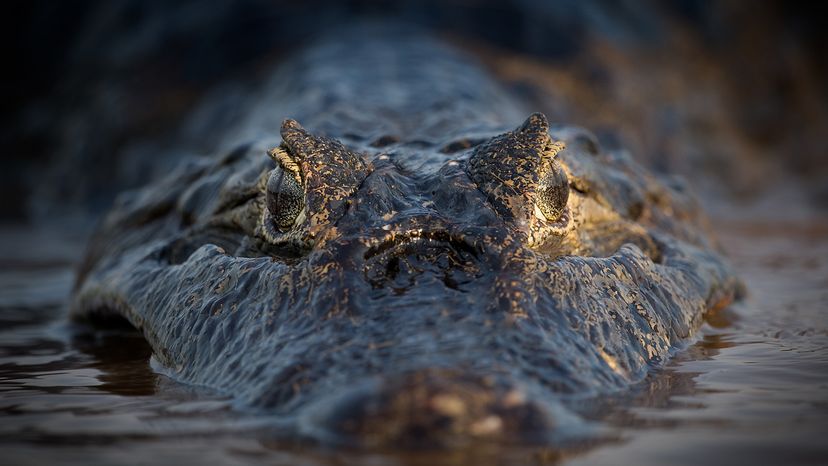 black caiman
