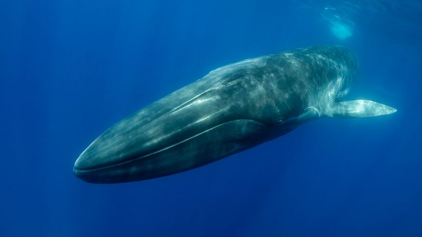 Fin whale.