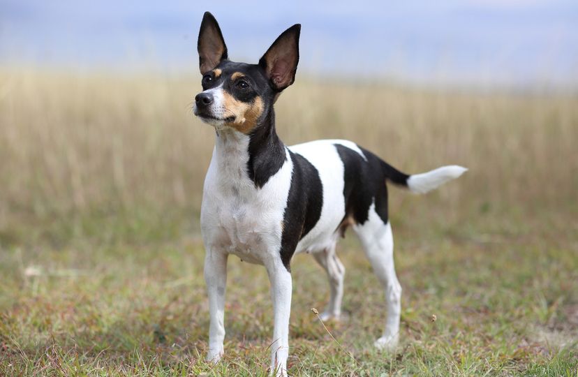 Toy Fox Terrier