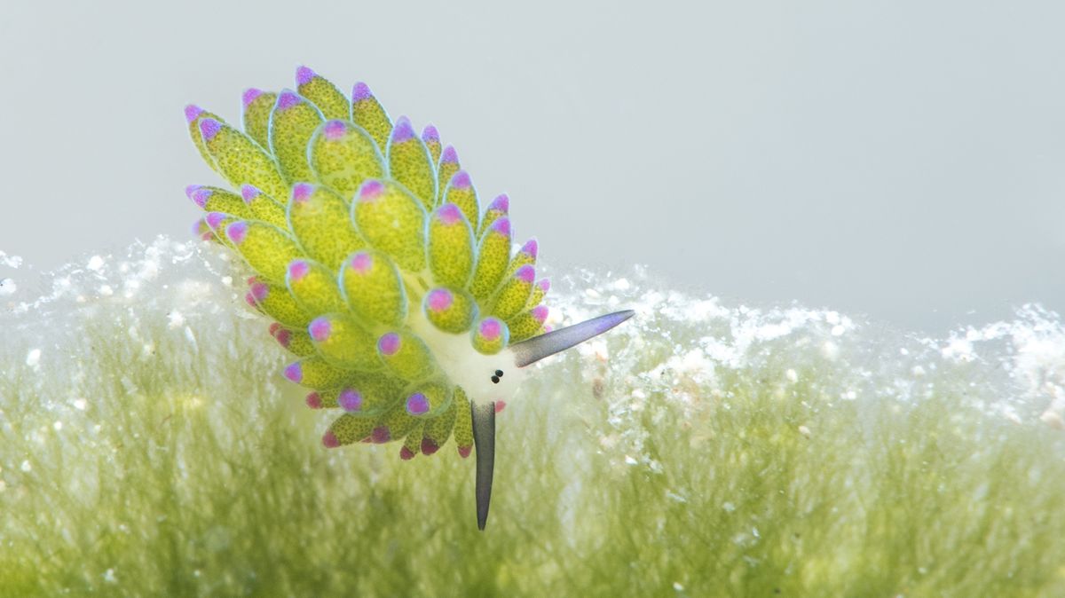 No, This Cartoonish Sea Slug Is Not AI Art
