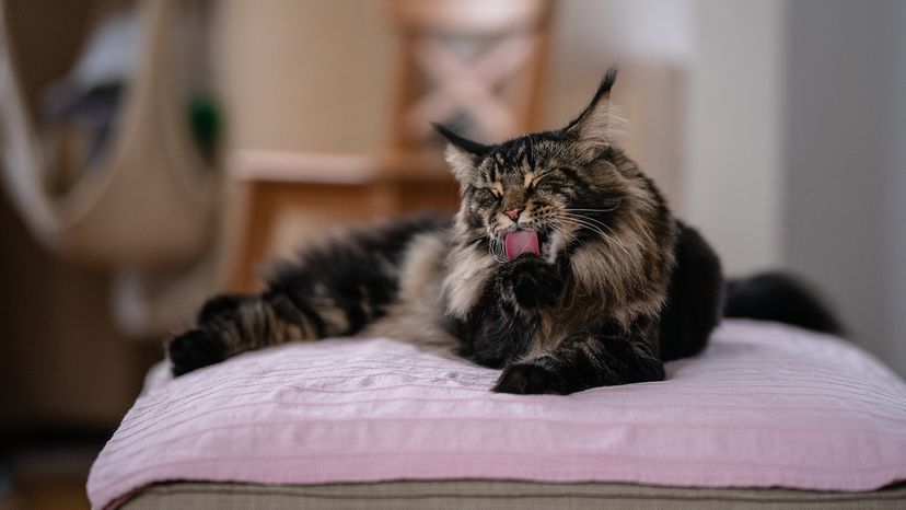 Maine Coon