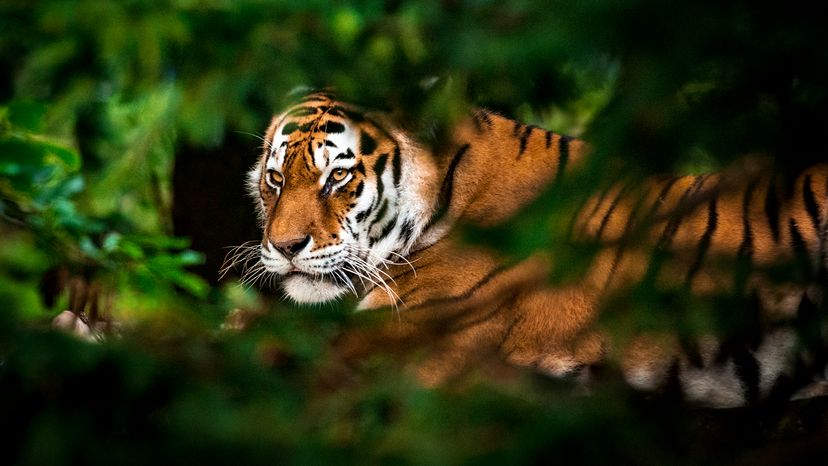 tiger hidden in green foliage