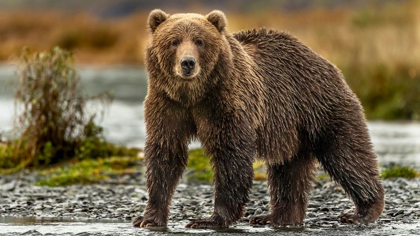 Brown bear at the edge of a stream