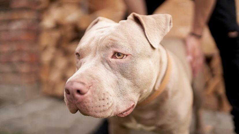 Pit bull