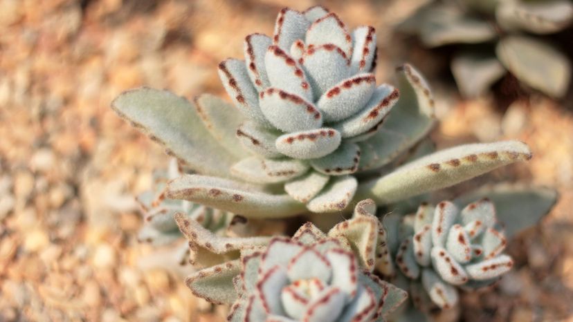 Panda Plant