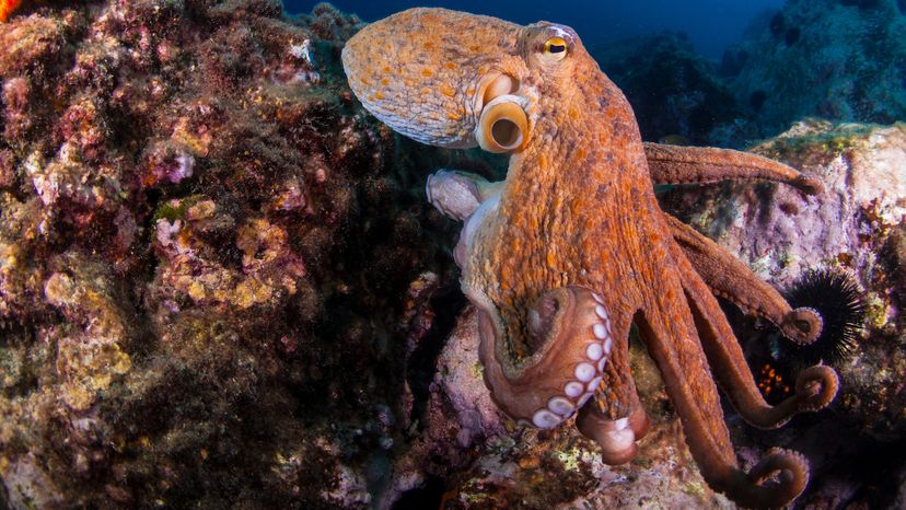 octopus