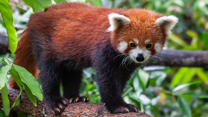 Red panda