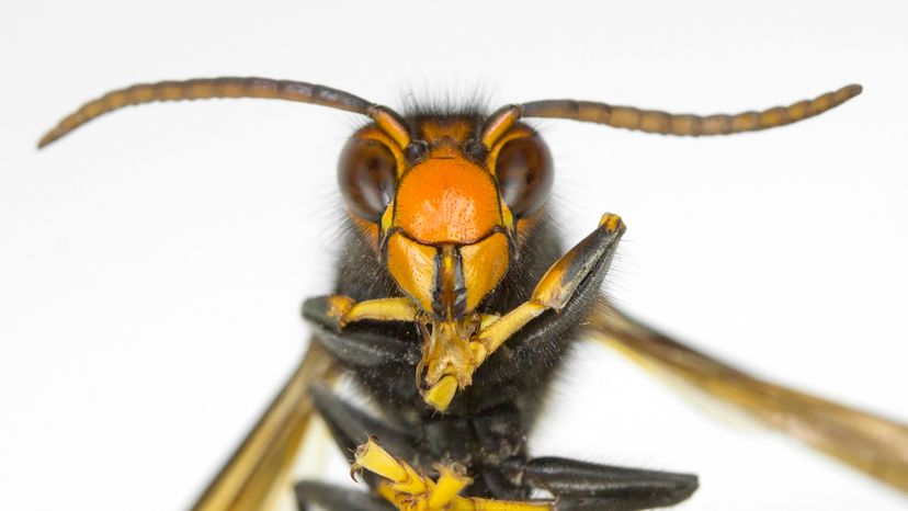 Asian giant hornet