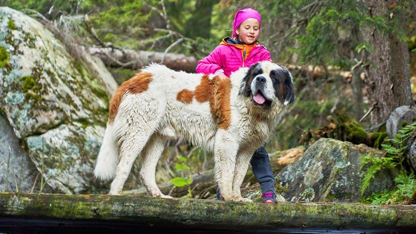 Saint Bernard