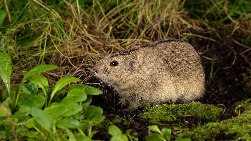 Lemming