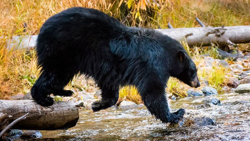 Black bear