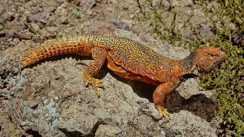 Orange lizard with a thick, spiny tail on a desert rock
