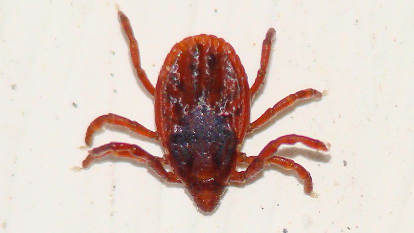 brown dog tick