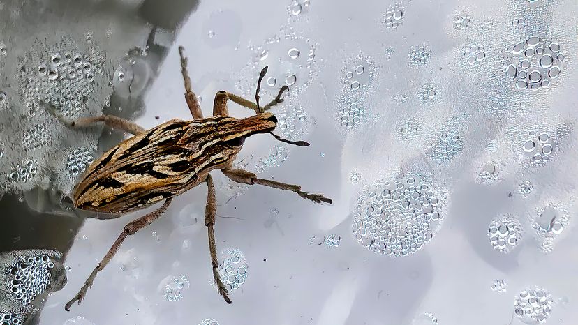 Assassin Bug