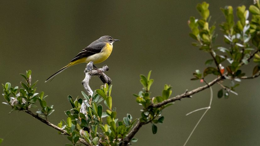 yellow-throated vireo