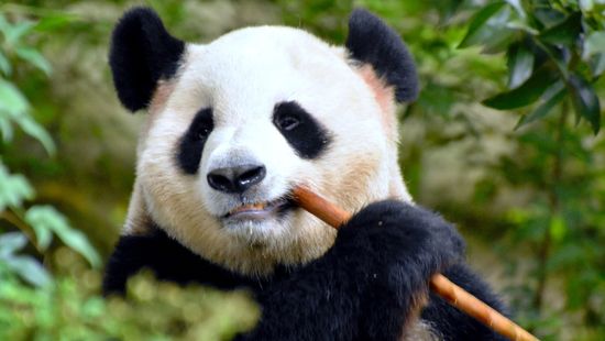 What Do Pandas Eat (Other Than Bamboo)?