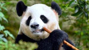 panda eating bamboo