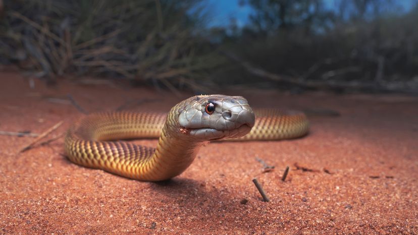 King brown snake