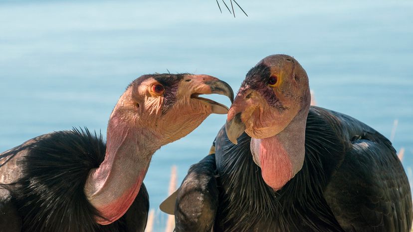 California condors