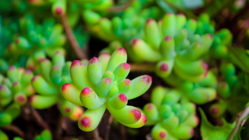 Jelly Bean Plant