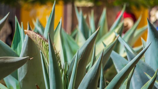 Mezcal vs. Tequila: A Guide to Agave-based Spirits