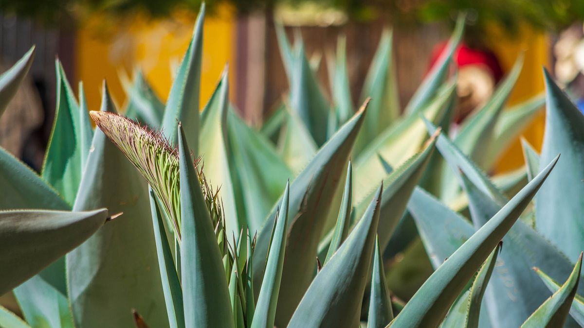 Mezcal vs. Tequila: A Guide to Agave-based Spirits