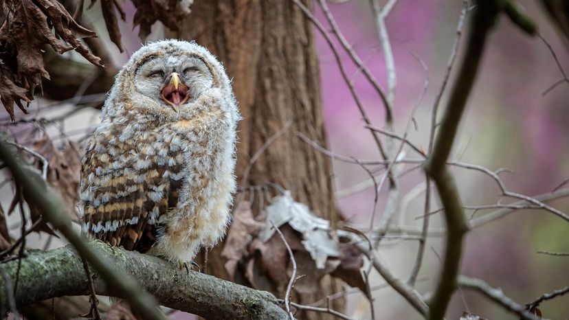 barred owl