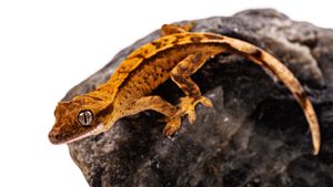 orange gecko with brown spots on a grey rock