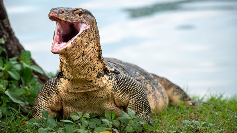 Asian water monitor