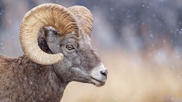 Ram vs. Goat: Horns, Tails, Temperaments and More